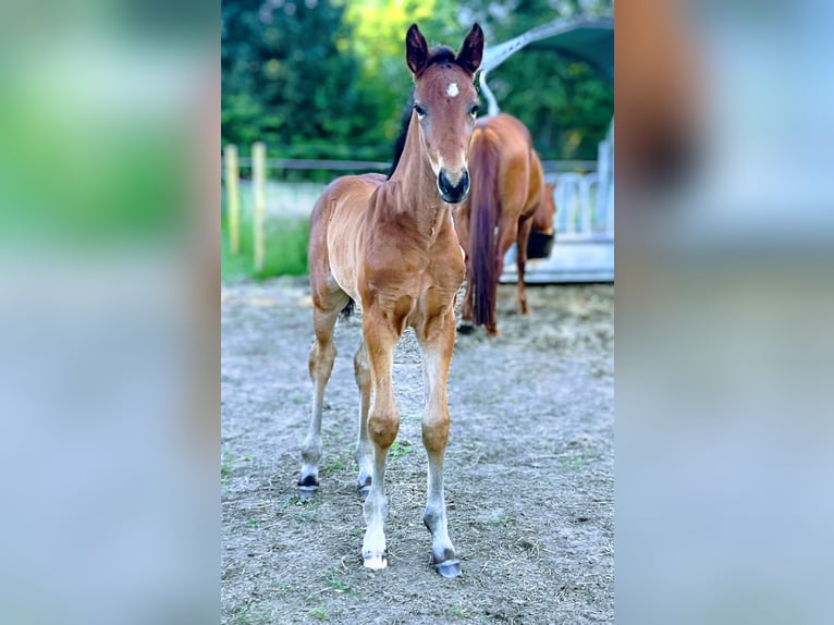 Belgian Sport Horse Stallion Foal (04/2025) Brown in Boortmeerbeek