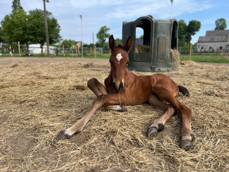 Belgian Sport Horse Stallion Foal (01/2026) Brown Falb mold in garby