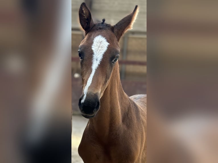 Belgian Sport Horse Stallion Foal (07/2024) Brown-Light in Ranst