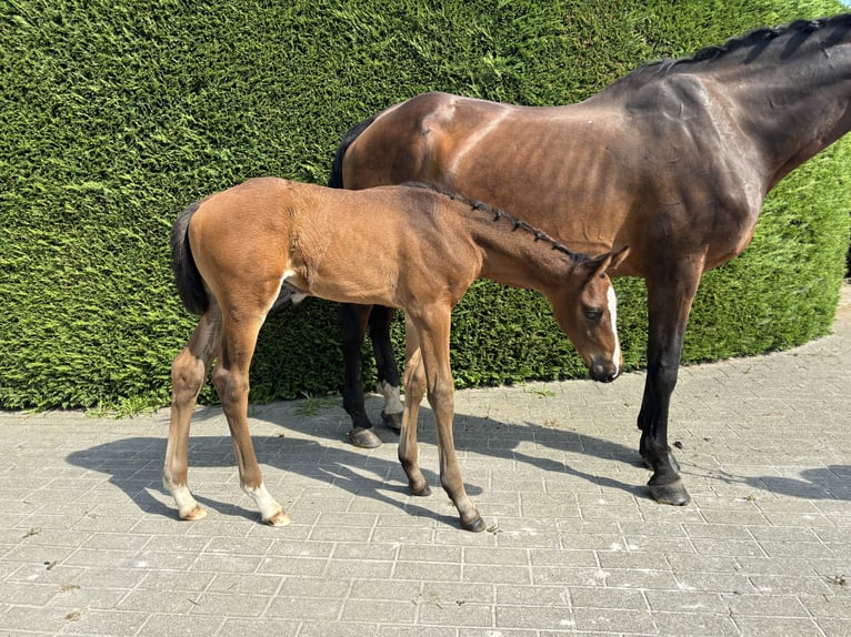 Belgian Sport Horse Stallion Foal (07/2024) Brown-Light in Ranst