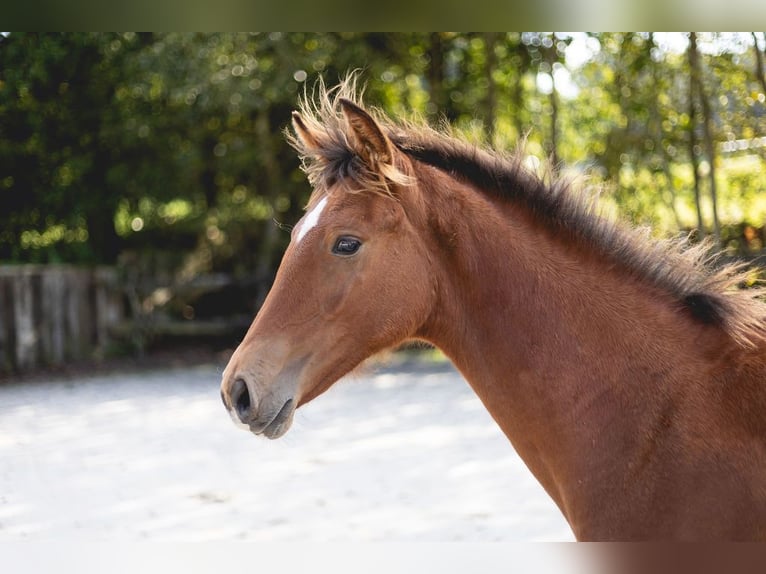 Belgian Sport Horse Stallion Foal (03/2024) Brown in Vielsalm