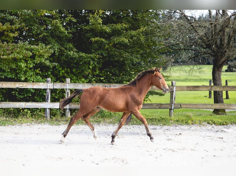 Belgian Sport Horse Stallion Foal (03/2024) Brown in Vielsalm