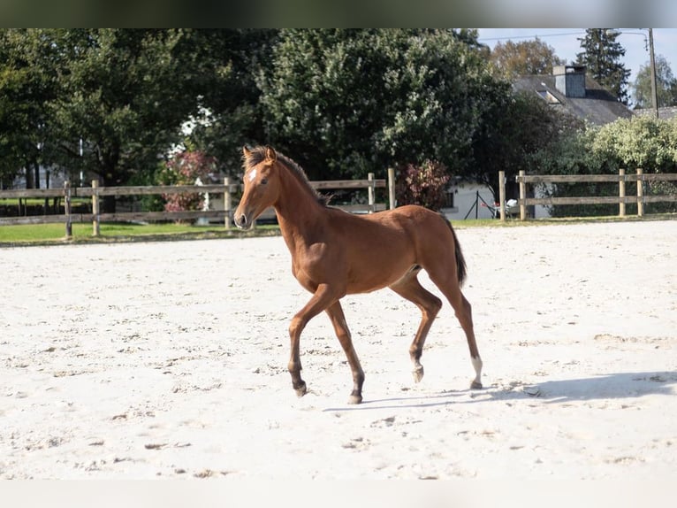 Belgian Sport Horse Stallion Foal (03/2024) Brown in Vielsalm