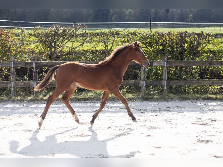 Belgian Sport Horse Stallion Foal (03/2024) Brown in Vielsalm