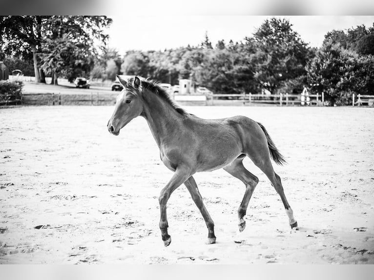 Belgian Sport Horse Stallion Foal (03/2024) Brown in Vielsalm