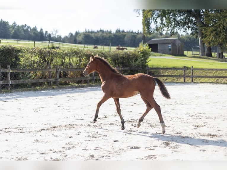 Belgian Sport Horse Stallion Foal (03/2024) Brown in Vielsalm