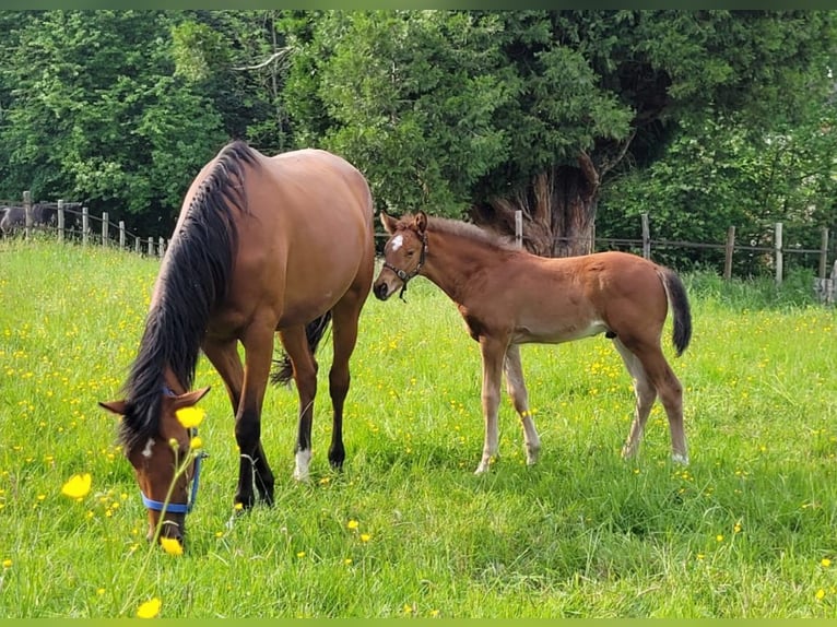 Belgian Sport Horse Stallion Foal (03/2024) Brown in Vielsalm