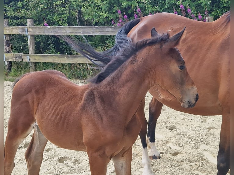 Belgian Sport Horse Stallion Foal (05/2025) Brown in GROTE-BROGEL
