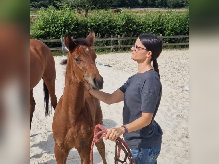 Belgian Sport Horse Stallion Foal (05/2026) Brown in Vielsalm