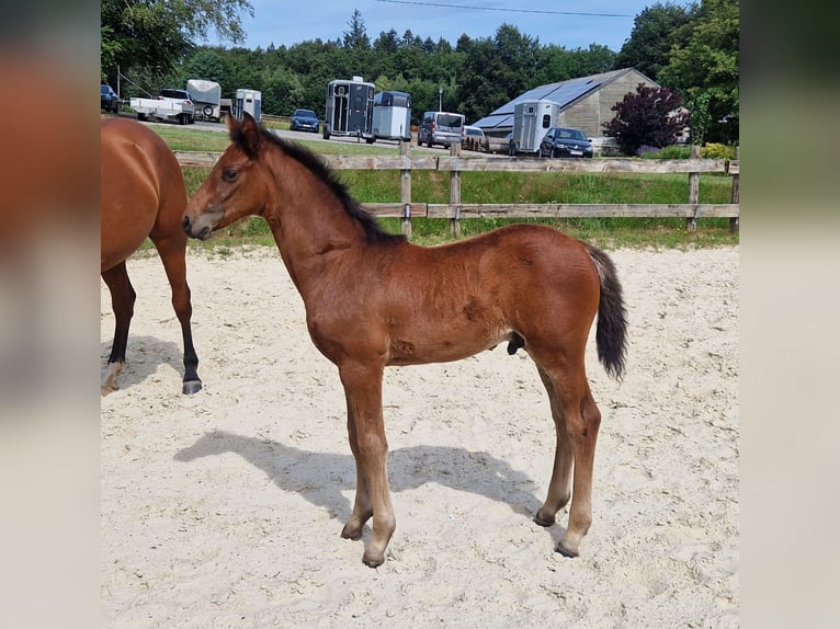 Belgian Sport Horse Stallion Foal (05/2026) Brown in Vielsalm