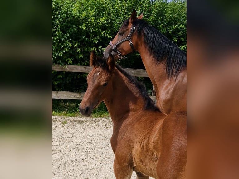 Belgian Sport Horse Stallion Foal (05/2026) Brown in Vielsalm