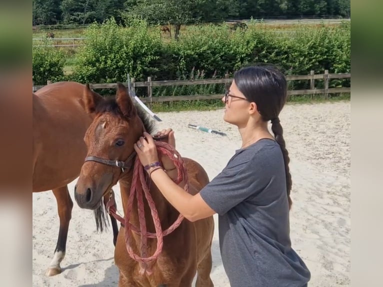 Belgian Sport Horse Stallion Foal (05/2026) Brown in Vielsalm