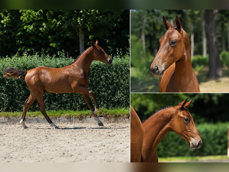 Belgian Sport Horse Stallion Foal (03/2026) Brown in Zottegem