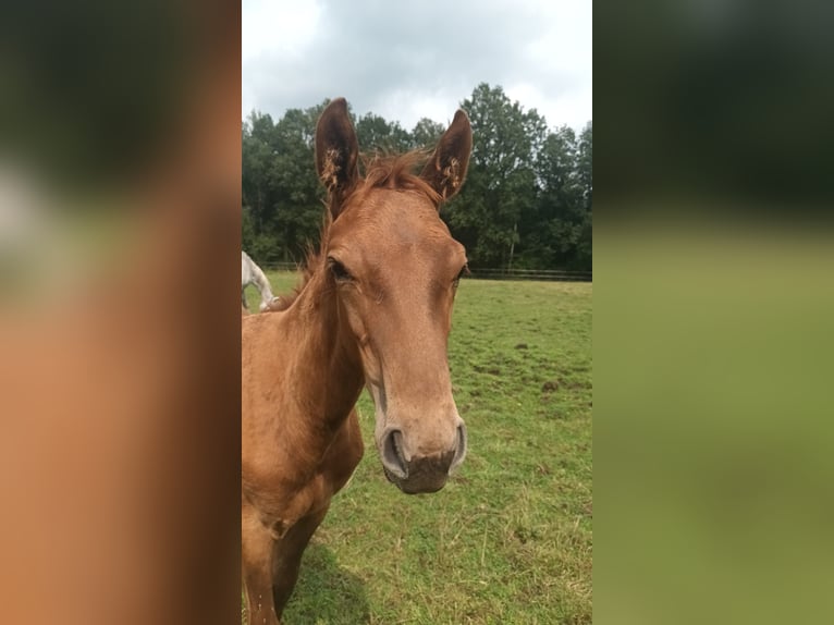 Belgian Sport Horse Stallion Foal (04/2024) Chestnut-Red in Lontzen