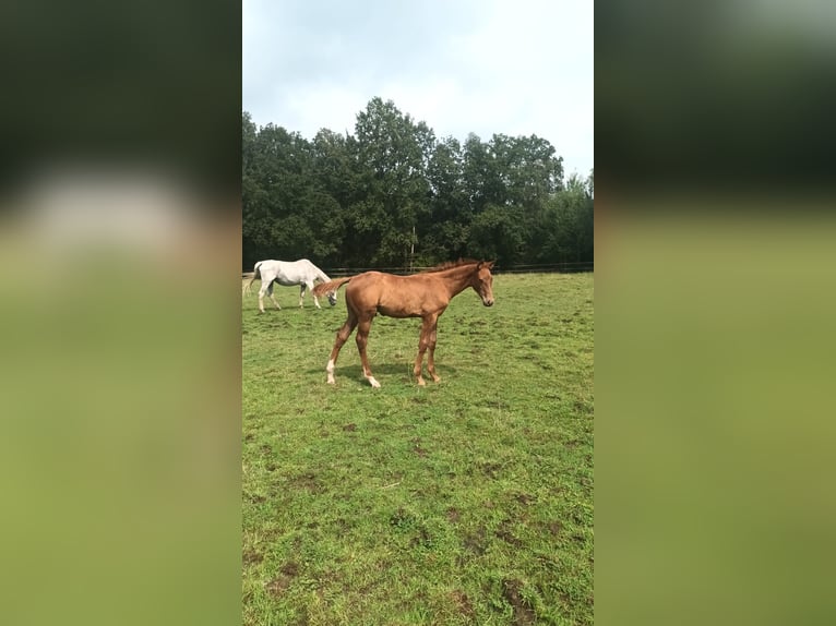 Belgian Sport Horse Stallion Foal (04/2024) Chestnut-Red in Lontzen