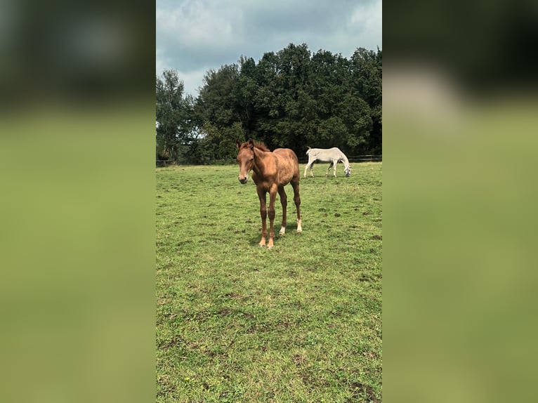 Belgian Sport Horse Stallion Foal (04/2024) Chestnut-Red in Lontzen