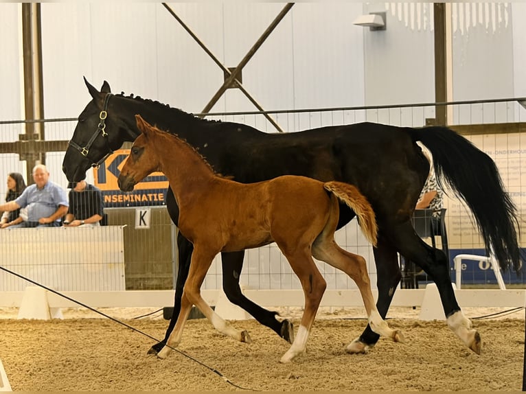 Belgian Sport Horse Stallion Foal (05/2025) Chestnut-Red in Ghislenghien