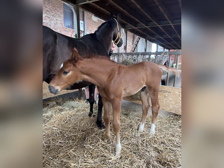 Belgian Sport Horse Stallion Foal (05/2025) Chestnut-Red in Ghislenghien