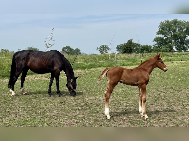 Belgian Sport Horse Stallion Foal (05/2025) Chestnut-Red in Ghislenghien