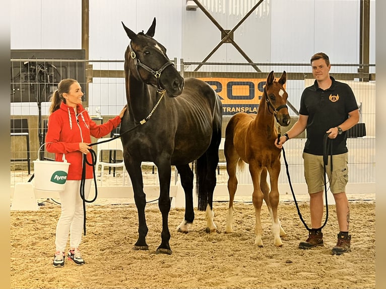 Belgian Sport Horse Stallion Foal (05/2025) Chestnut-Red in Ghislenghien