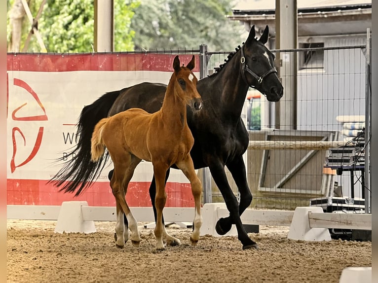 Belgian Sport Horse Stallion Foal (05/2025) Chestnut-Red in Ghislenghien