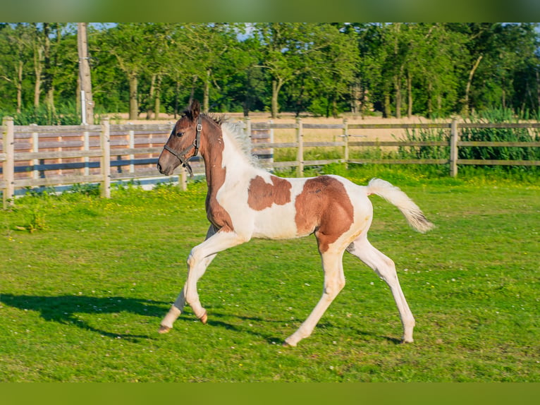 Belgian Sport Horse Stallion Foal (04/2024) Pinto in Geel