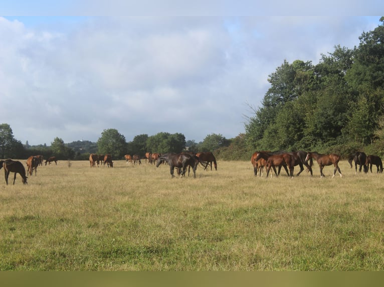Belgian Sport Horse Stallion Foal (01/2026)  in Sainte-Honorine-la-Chardonne