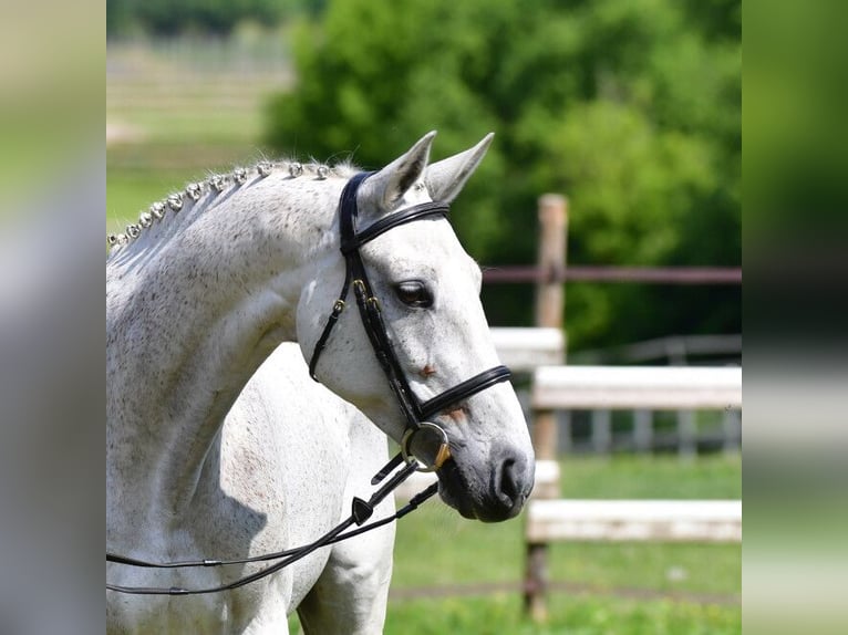 Belgian Sport Horse Stallion Foal (03/2026)  in Swarzędz