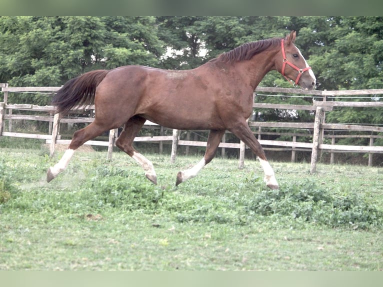 Belgian Warmblood Unknown Embryo  in GROTE-BROGEL