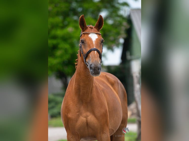 Belgian Warmblood Unknown Embryo  in Kaulille