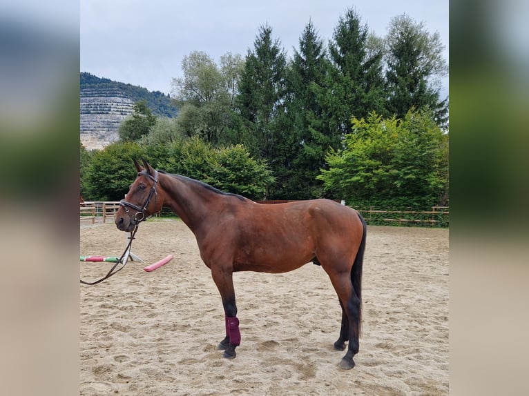 Belgian Warmblood Gelding 10 years 15,1 hh Brown in Gummern