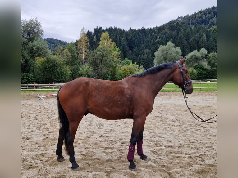 Belgian Warmblood Gelding 10 years 15,1 hh Brown in Gummern