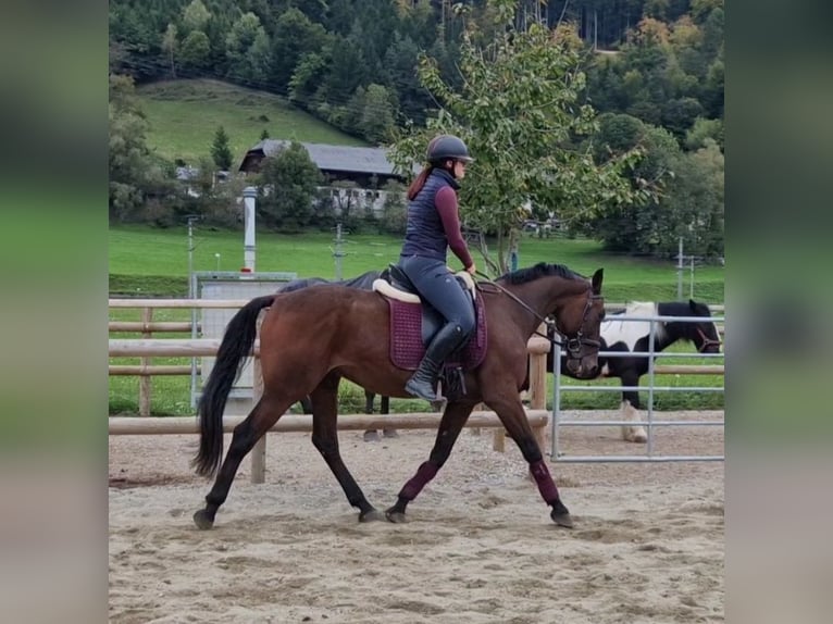 Belgian Warmblood Gelding 10 years 15,1 hh Brown in Gummern