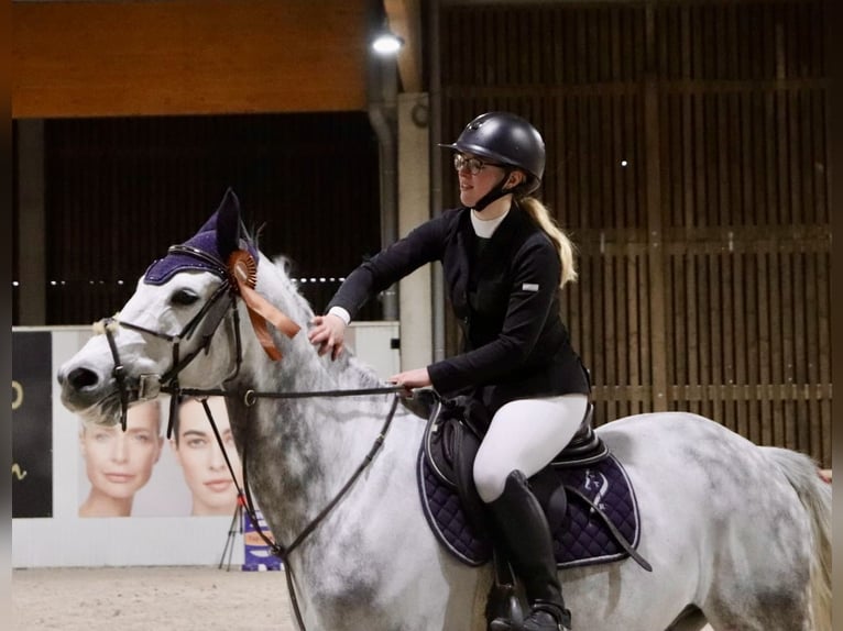 Belgian Warmblood Gelding 10 years 15,2 hh Gray-Dapple in Bruxelles