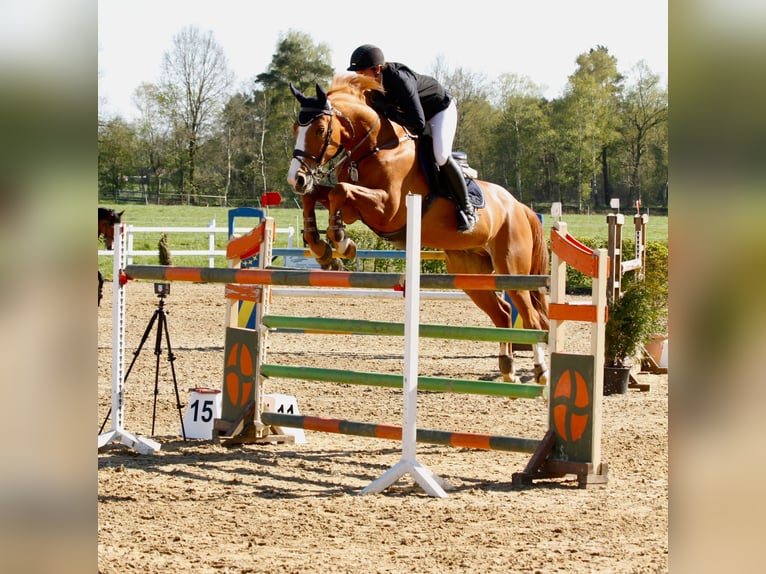 Belgian Warmblood Gelding 10 years 16,1 hh Chestnut-Red in Bremervörde