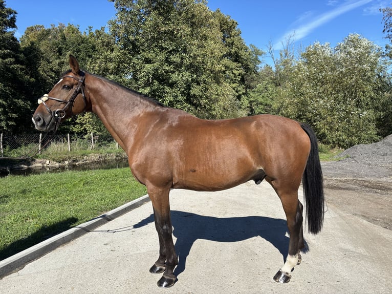 Belgian Warmblood Gelding 10 years 16.2 hh Bay-Dark in Bratislava