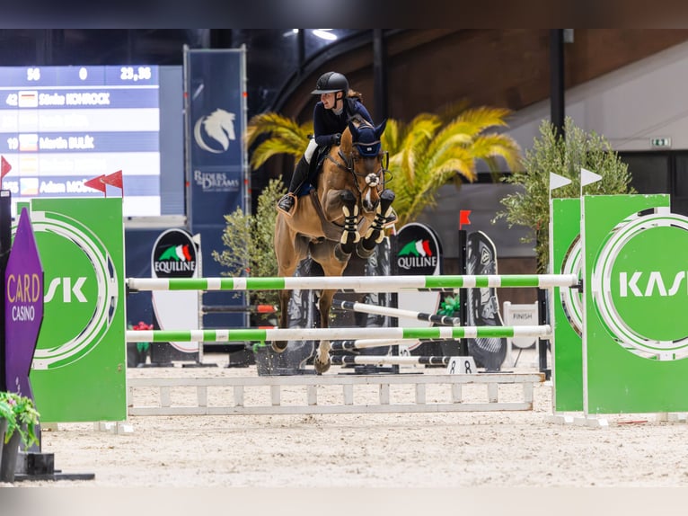 Belgian Warmblood Gelding 10 years 16.2 hh Bay-Dark in Bratislava
