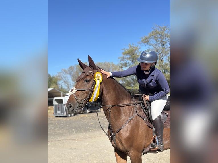 Belgian Warmblood Gelding 10 years 16.2 hh Bay-Dark in Bratislava