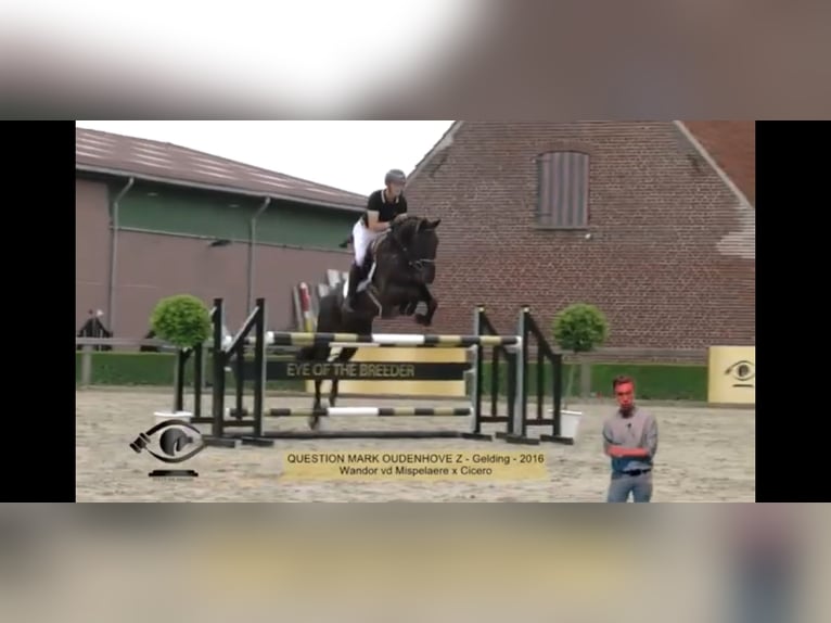 Belgian Warmblood Gelding 10 years 16.3 hh Black in Brugge