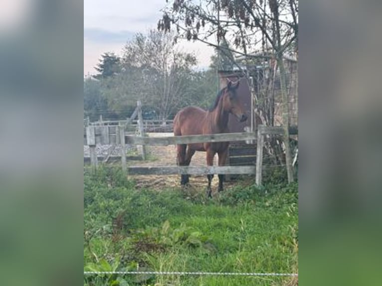 Belgian Warmblood Gelding 10 years 16 hh Brown in Rotterdam