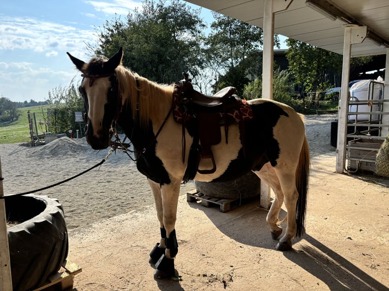 Belgian Warmblood Mix Gelding 10 years 16 hh Pinto in Merchweiler