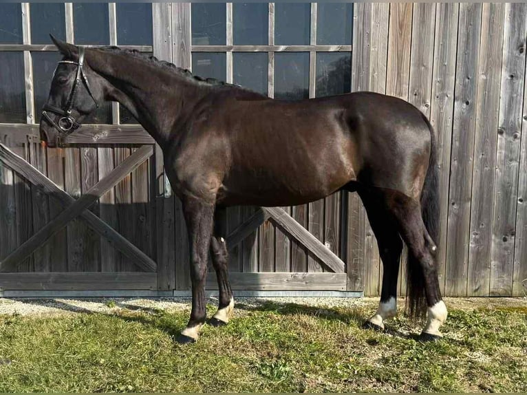 Belgian Warmblood Gelding 10 years 16,1 hh Black in N&#xEE;mes