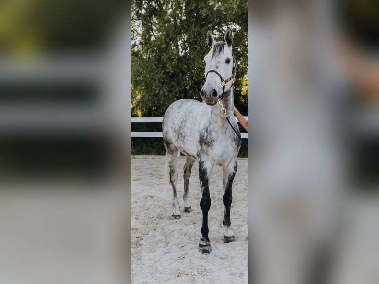 Belgian Warmblood Gelding 10 years 16,2 hh Grey in Allershausen
