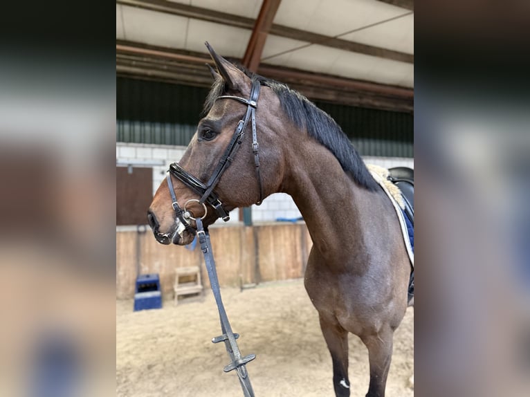 Belgian Warmblood Gelding 10 years 17.2 hh Brown in Oud Gastel