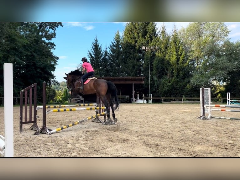 Belgian Warmblood Gelding 10 years 17,2 hh Brown in Allerheiligen bei Wildon