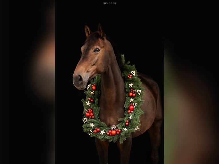 Belgian Warmblood Gelding 10 years 17,2 hh Brown in Allerheiligen bei Wildon