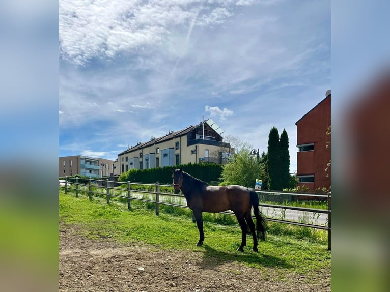 Belgian Warmblood Gelding 10 years 17,2 hh Brown in Allerheiligen bei Wildon