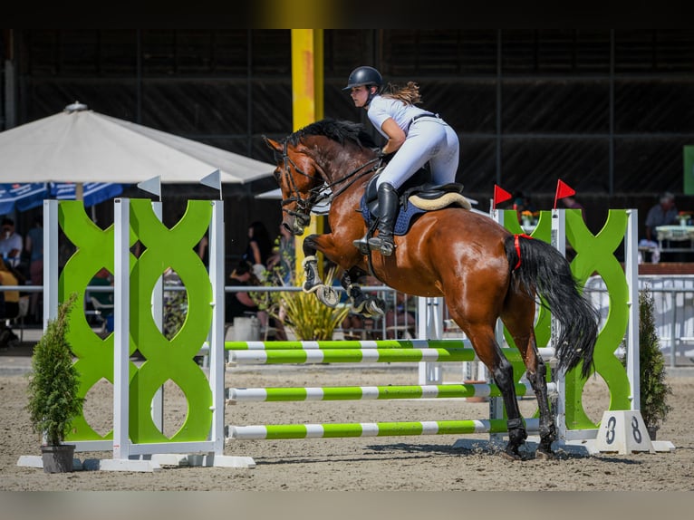 Belgian Warmblood Gelding 10 years 17 hh Brown in Schalunen