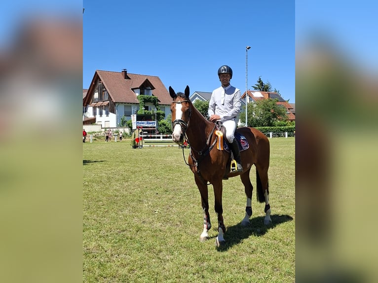 Belgian Warmblood, Gelding, 10 years, 17 hh, Brown