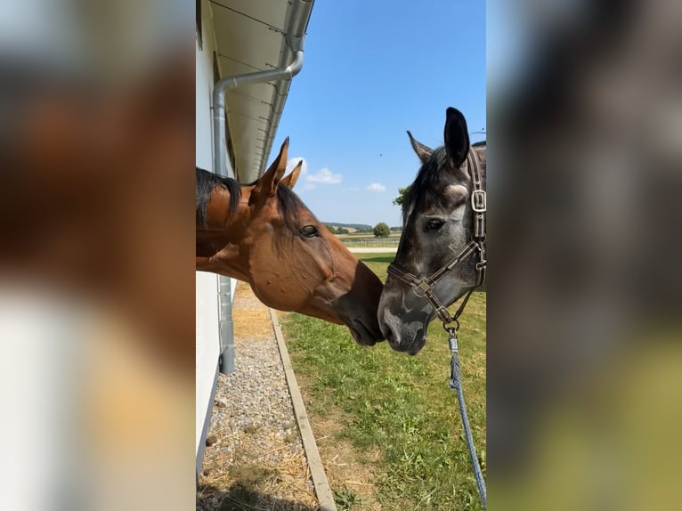 Belgian Warmblood Gelding 10 years 18 hh Brown in Oberstadion